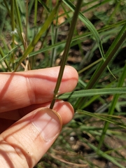 Dichanthium sericeum