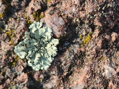 Xanthoparmelia cumberlandia