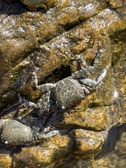Pachygrapsus marmoratus