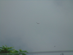 Buteo plagiatus
