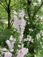 Physostegia
