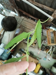 Lippia stoechadifolia