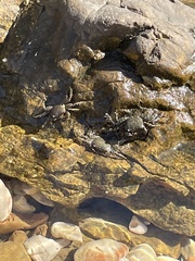Pachygrapsus marmoratus