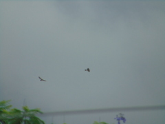 Buteo plagiatus