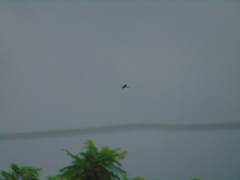 Buteo plagiatus