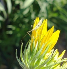 Zelus renardii