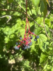 Parthenocissus inserta