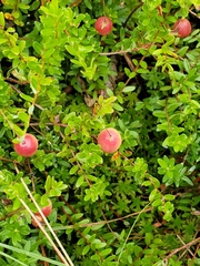 Vaccinium macrocarpon