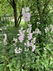 Physostegia