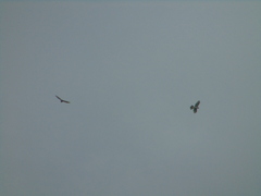 Buteo plagiatus