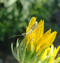 Zelus renardii