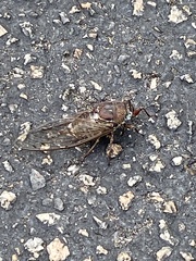 Megatibicen resonans