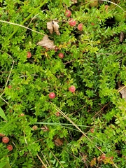 Vaccinium macrocarpon