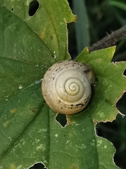 Fruticicola fruticum