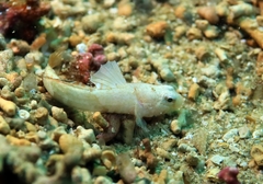 Guillet's Goby photo 1