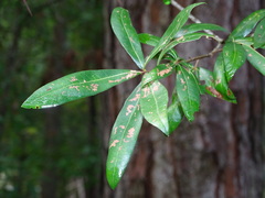 Quercus phellos