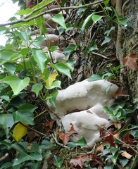 Ganoderma resinaceum