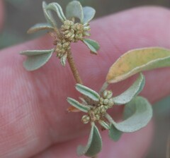 Croton monanthogynus