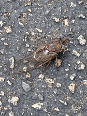 Megatibicen resonans