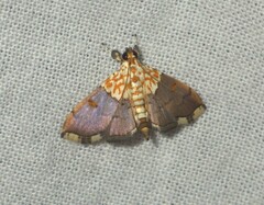 Agrotera nemoralis