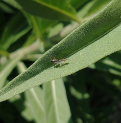 Campopleginae