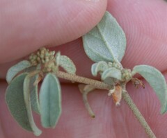 Croton monanthogynus