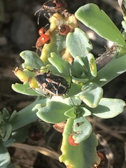 Bagrada hilaris