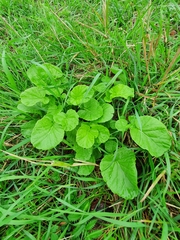 Barbarea vulgaris