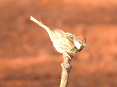 Passer hispaniolensis