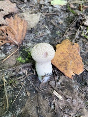 Lycoperdon excipuliforme