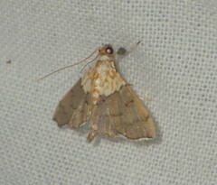 Agrotera nemoralis