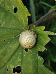 Fruticicola fruticum