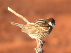 Passer hispaniolensis