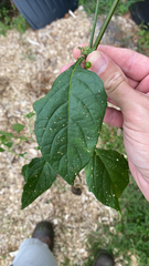 Solanum emulans