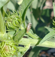 Neotephritis finalis