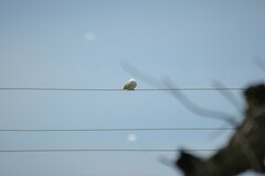 Streptopelia decaocto