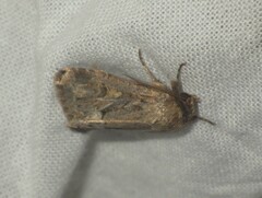 Spodoptera depravata