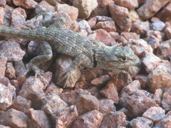 Sceloporus magister