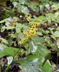 Solidago flexicaulis