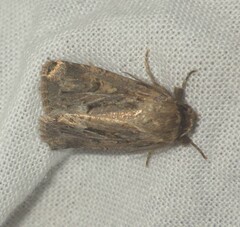 Spodoptera depravata