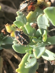 Bagrada hilaris