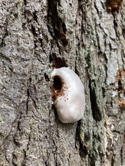 Reticularia lycoperdon