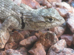 Sceloporus magister