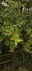 Crataegus monogyna