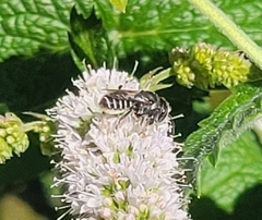 Megachile rotundata