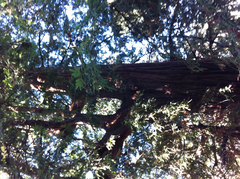 Sequoia sempervirens: Herkunft und Verwendung — Foto 2