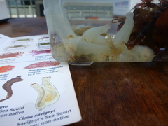 Tunicate photo 2