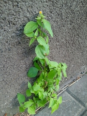 Galinsoga parviflora