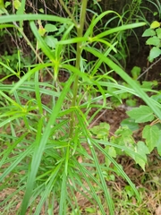 Helianthus angustifolius