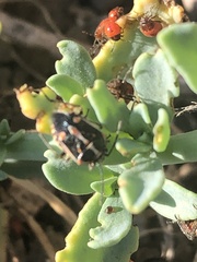 Bagrada hilaris